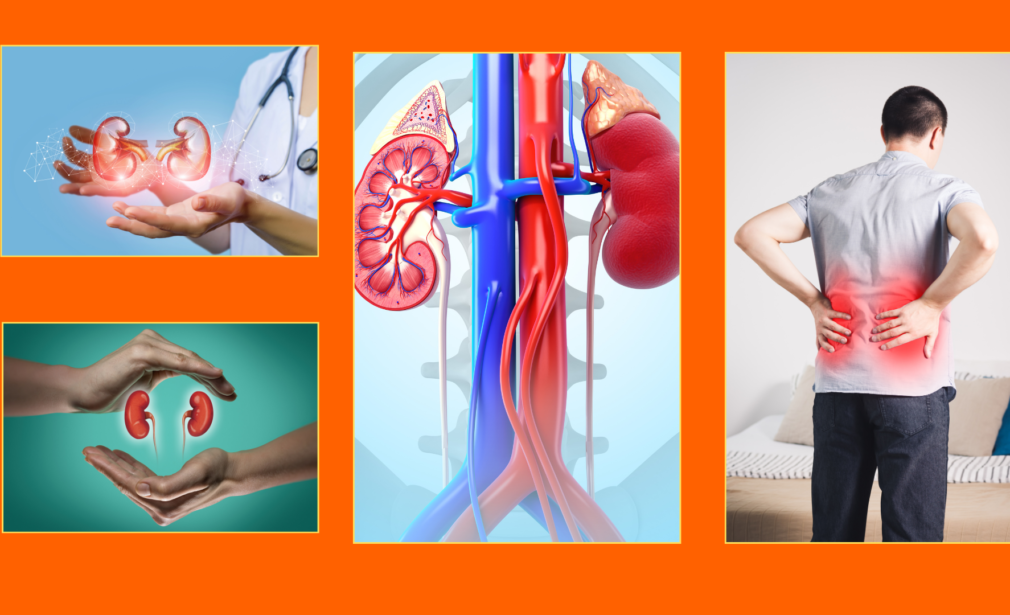 Understanding Kidney Diseases: Symptoms, Diagnosis, and Treatment Options
